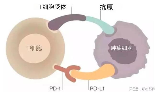 革命性肿瘤治疗里程碑，历史上的12月6日肿瘤治疗进展与神器揭秘