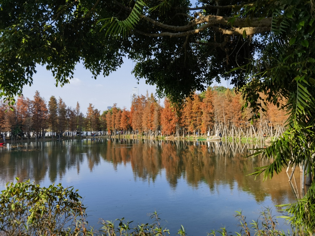 南宁青秀山落羽杉，最新景象下的独特魅力