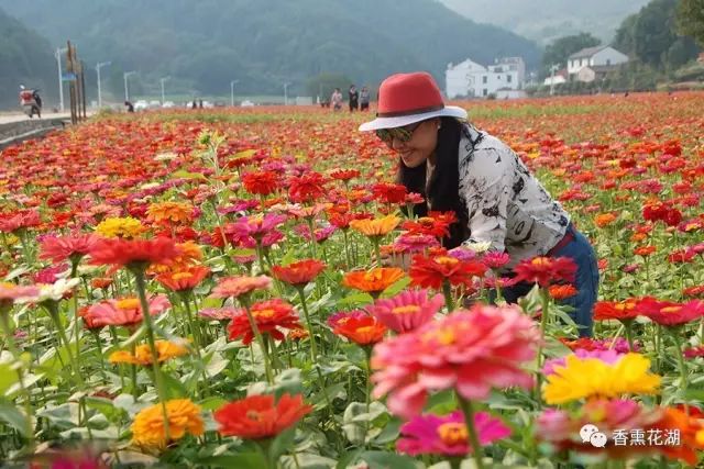 南湾花镇直播盛宴，花朵绽放与活力四溢的瞬间