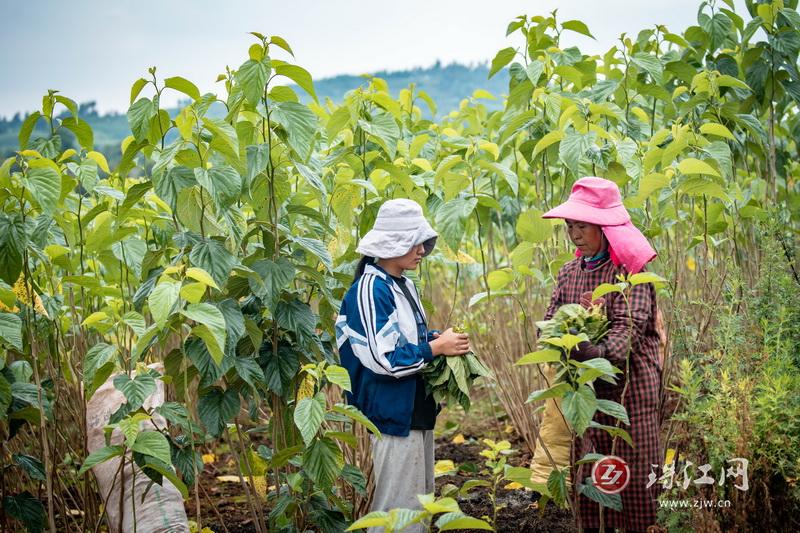 忻城县桑蚕镇蚕桑产业蓬勃发展，最新头条新闻