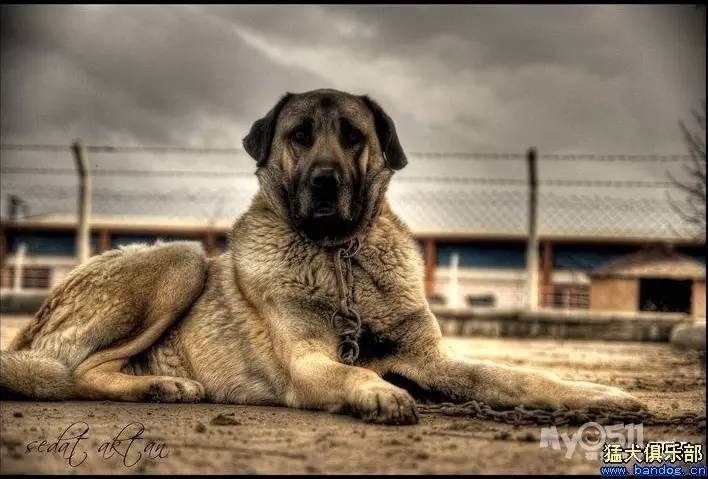 犬界争霸，分组竞技，展现犬类独特魅力舞台