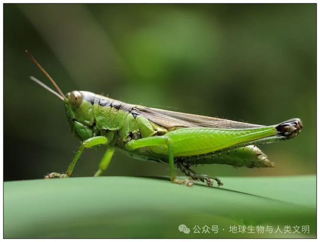 蝗灾中的希望之光，11月5日的日常观察