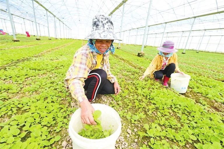 11月8日最新种蔬菜之旅，与自然共舞，寻找心灵宁静之地