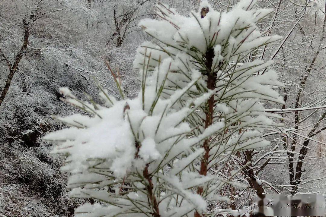 仙雪专题，仙草 雪见 